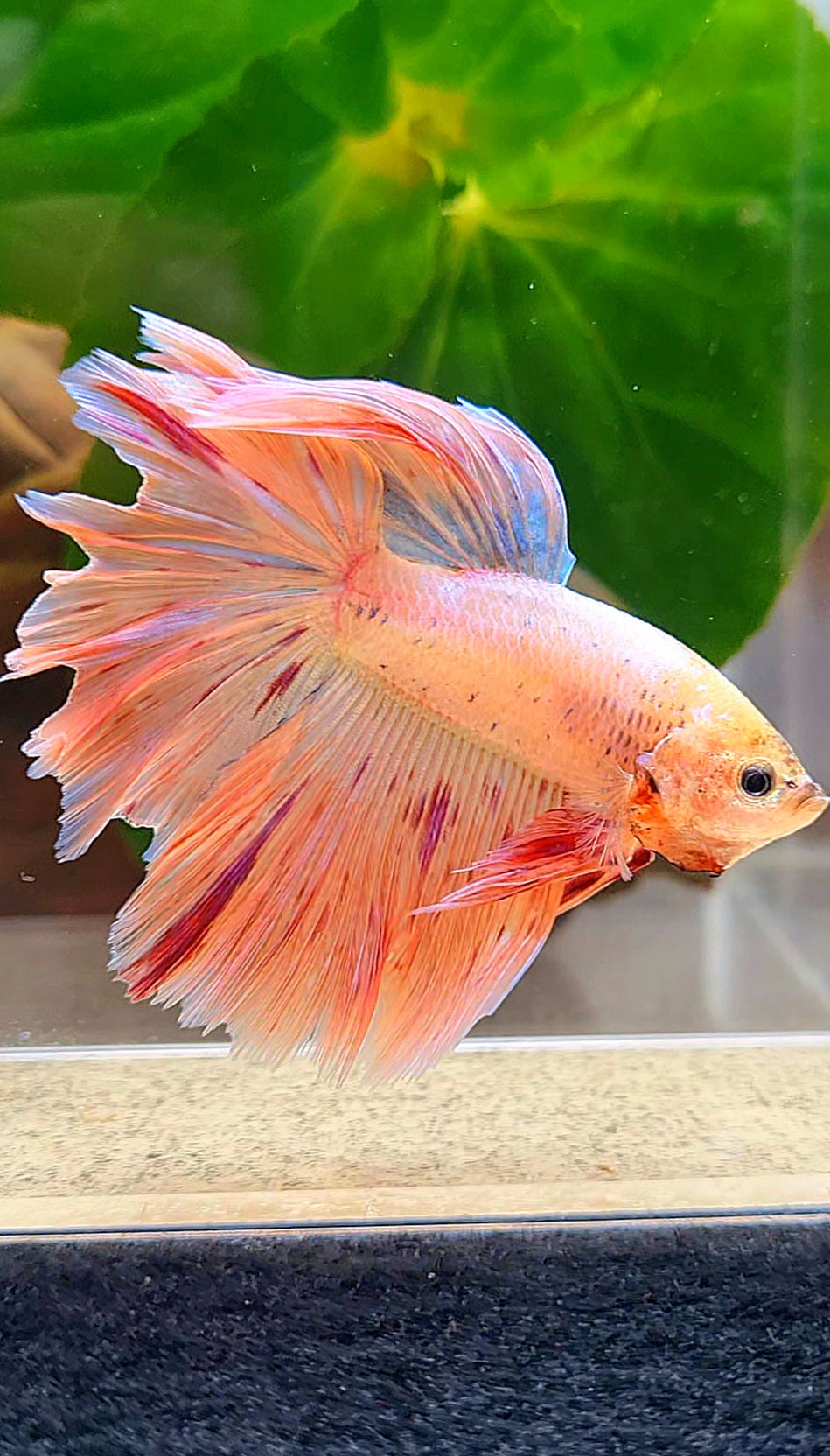 HALFMOON PINK FANCY FLAMINGGO ARMAGEDDON BETTA FISH