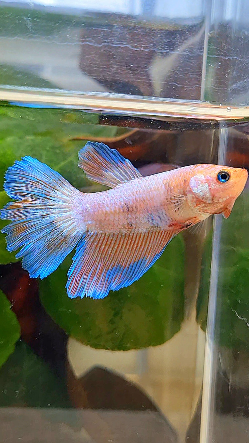 FEMALE HALFMOON PINK BLUE FLAMINGGO RIM BETTA FISH