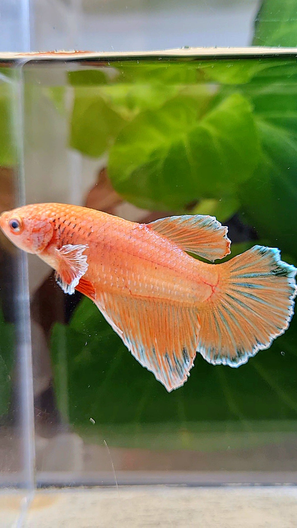 FEMALE HALFMOON ORANGE PINEAPPLE BETTA FISH