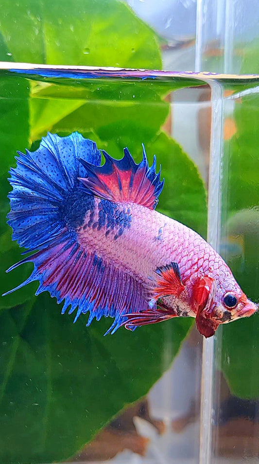 CROWNTAIL PLAKAT PURPLE BLUE FANCY BETTA FISH