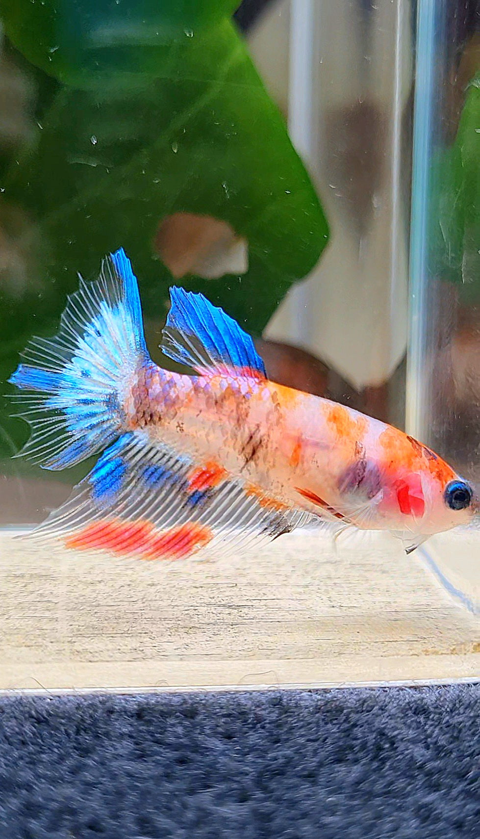 FEMALE HALFMOON KOI MULTICOLOR BETTA FISH