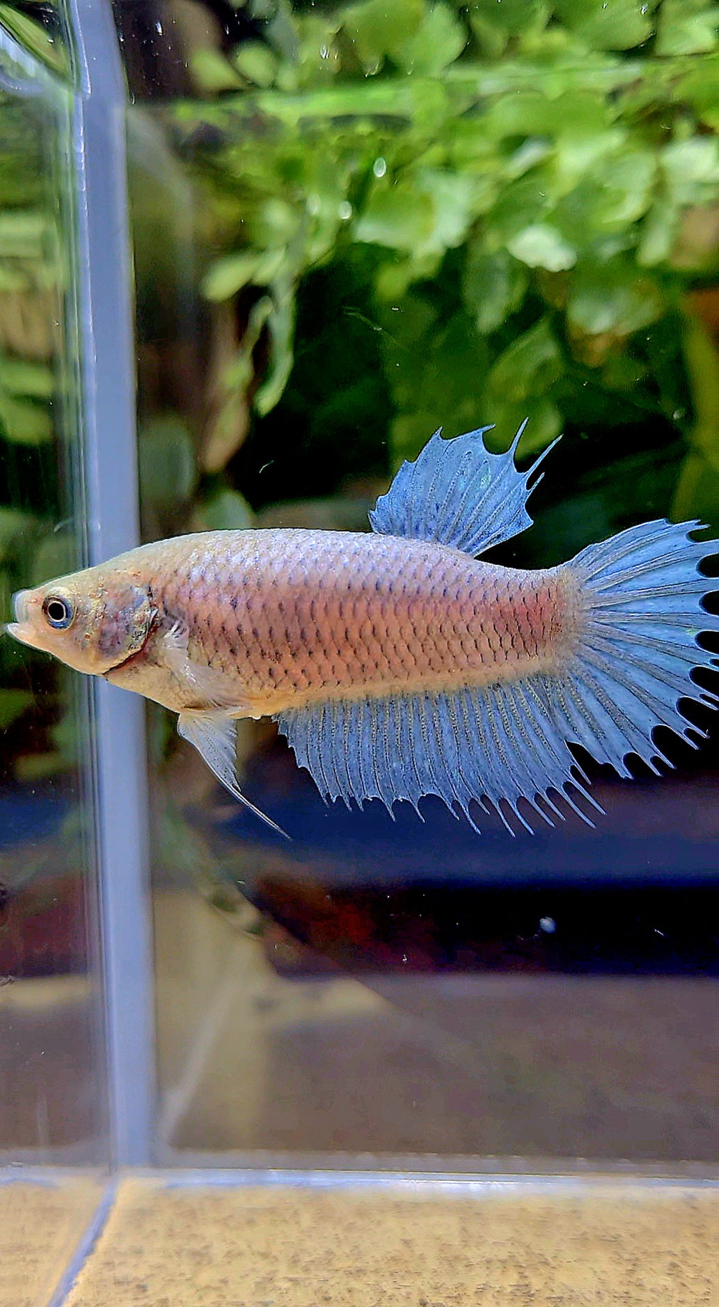 FEMALE CROWNTAIL BETTA FISH