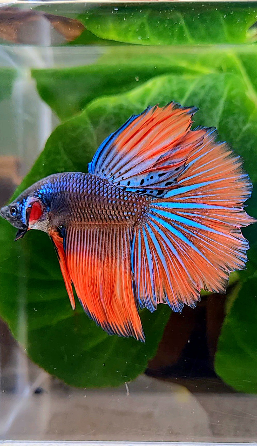 HALFMOON ROSETAIL IMBELLIS ORANGE GREEN HYBRID WILD BETTA FISH