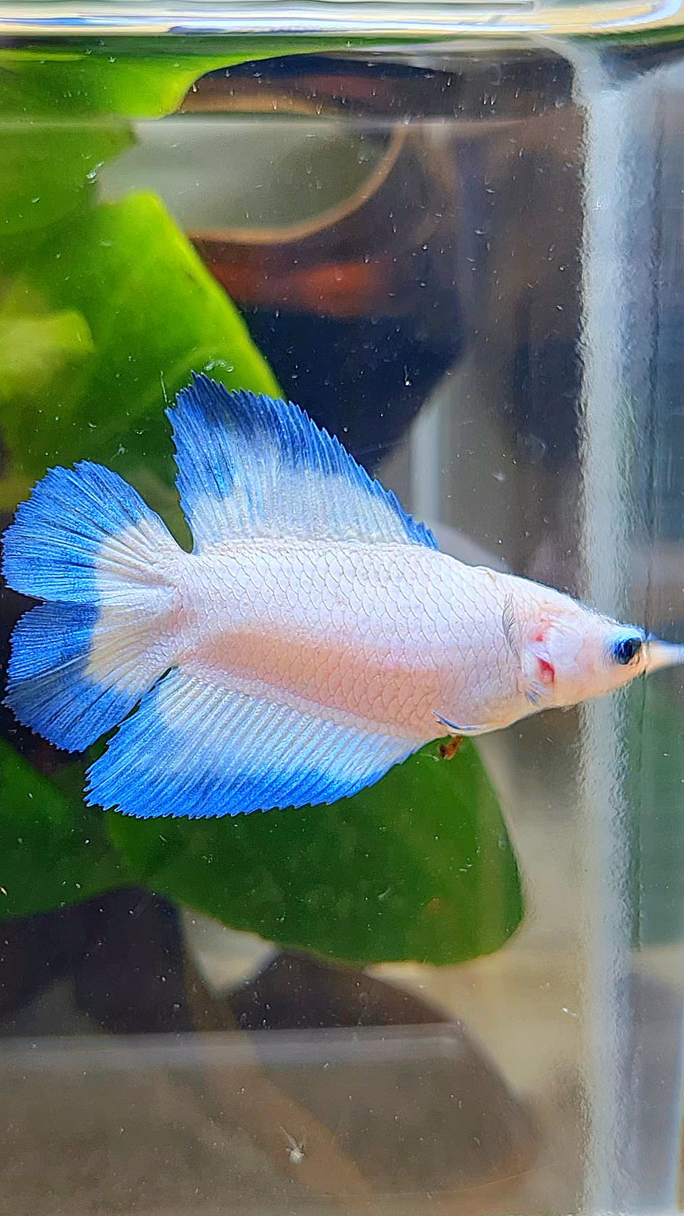 FEMALE HALFMOON DOUBLE TAIL BLUE RIM BUTTERFLY BETTA FISH