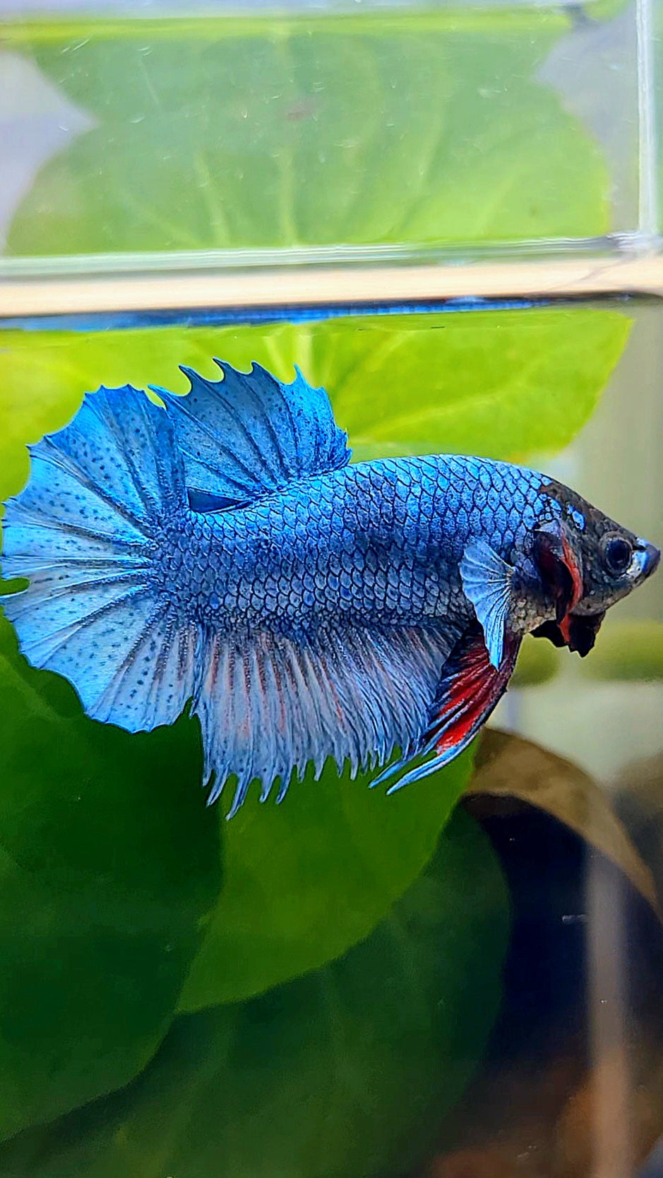 CROWNTAIL PLAKAT STEEL BLUE BLACK FACE BETTA FISH