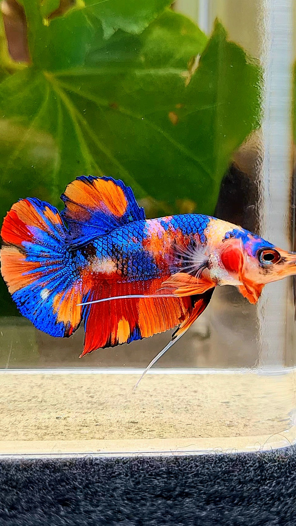 PLAKAT METALLIC MULTICOLOR ORANGE BASE BETTA FISH