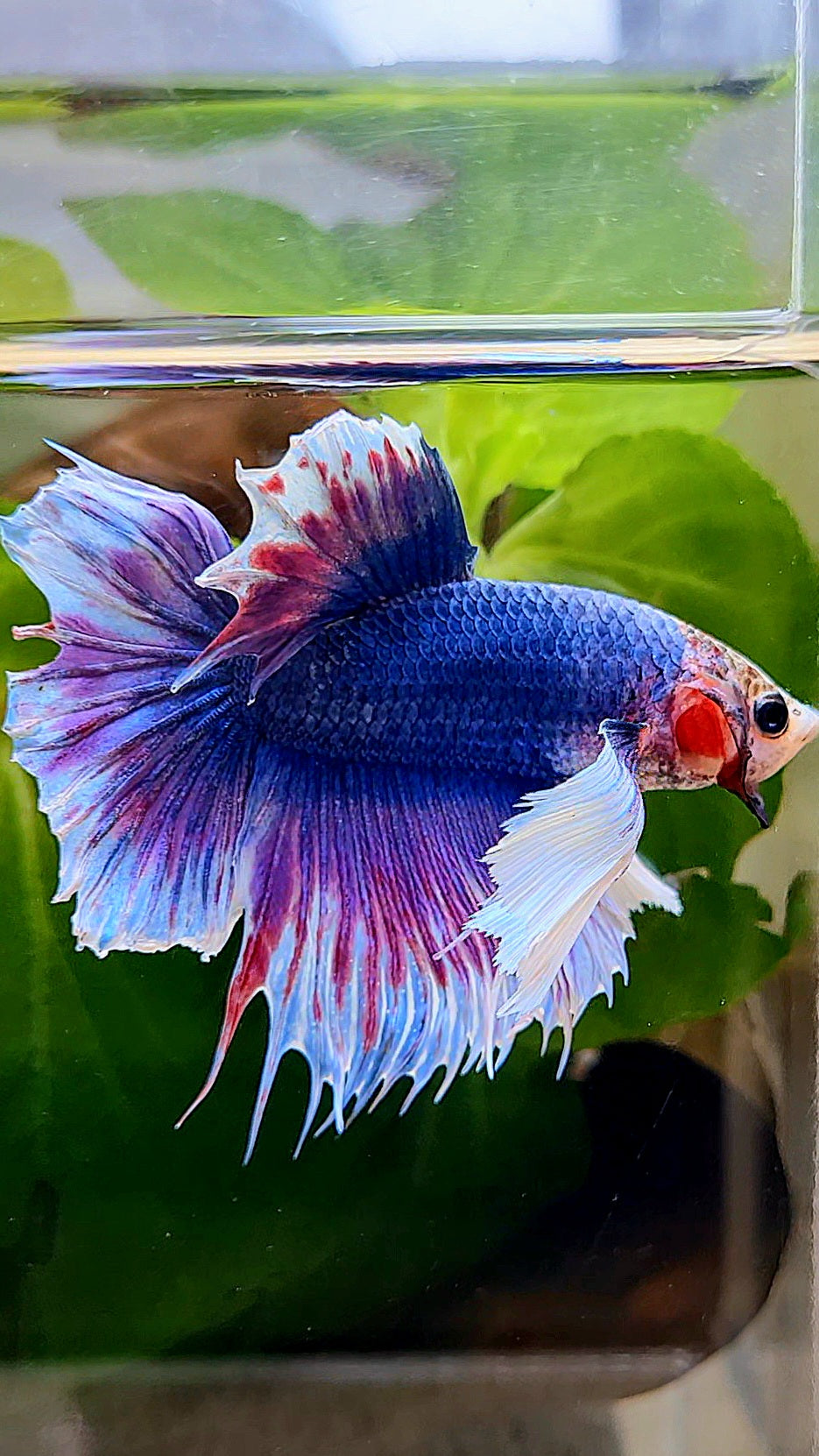 HALFMOON DUMBO EAR PURPLE BLUE FANCY BETTA FISH