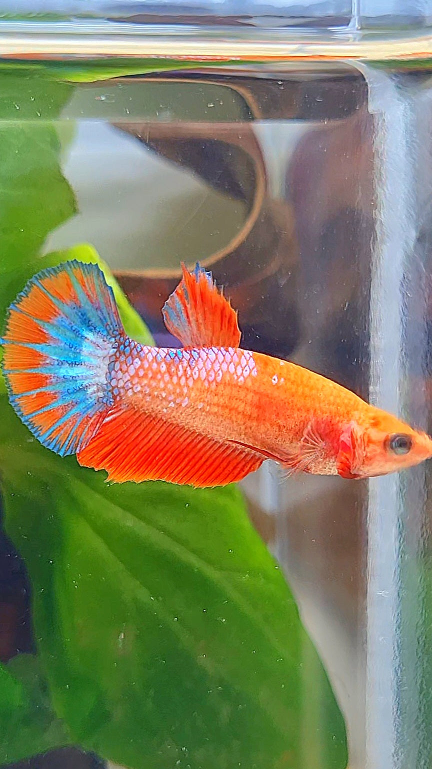 FEMALE HALFMOON RED FANCY FCCP BETTA FISH