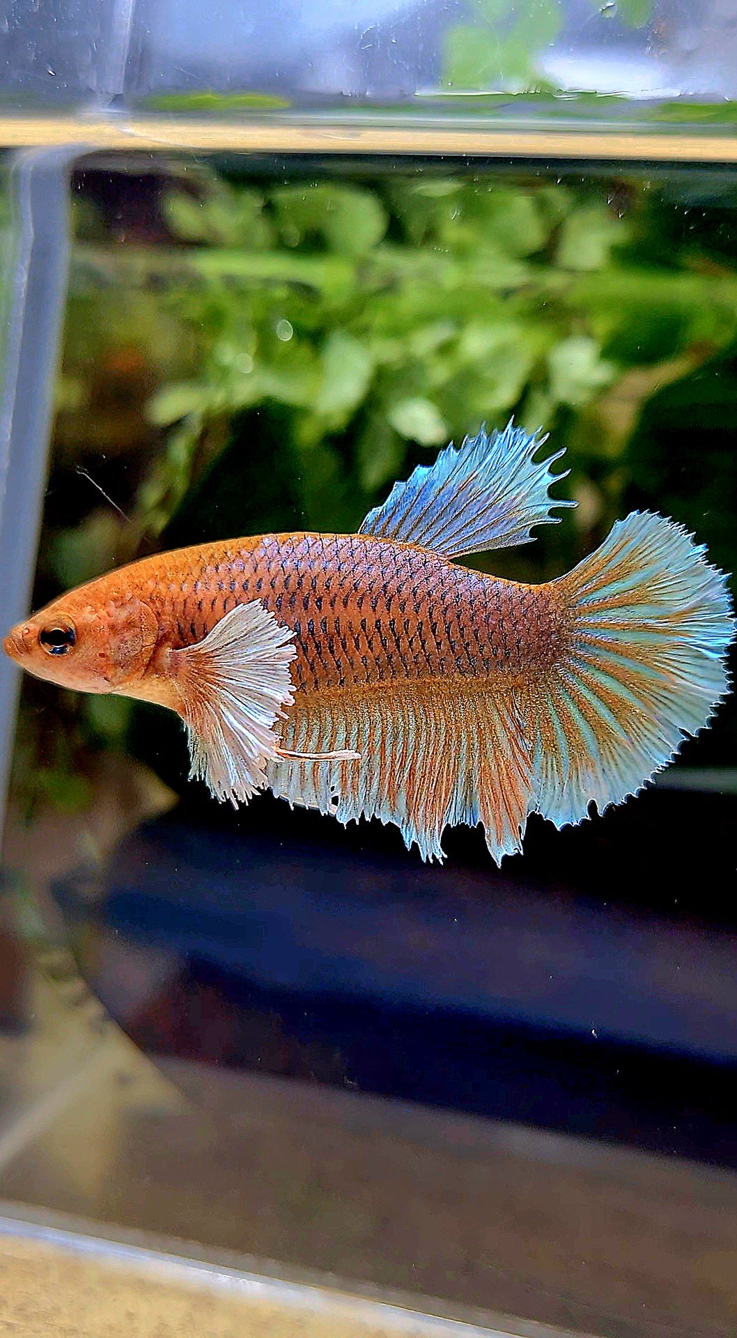 FEMALE HALFMOON DUMBO EAR ORANGE PINEAPPLE BETTA FISH