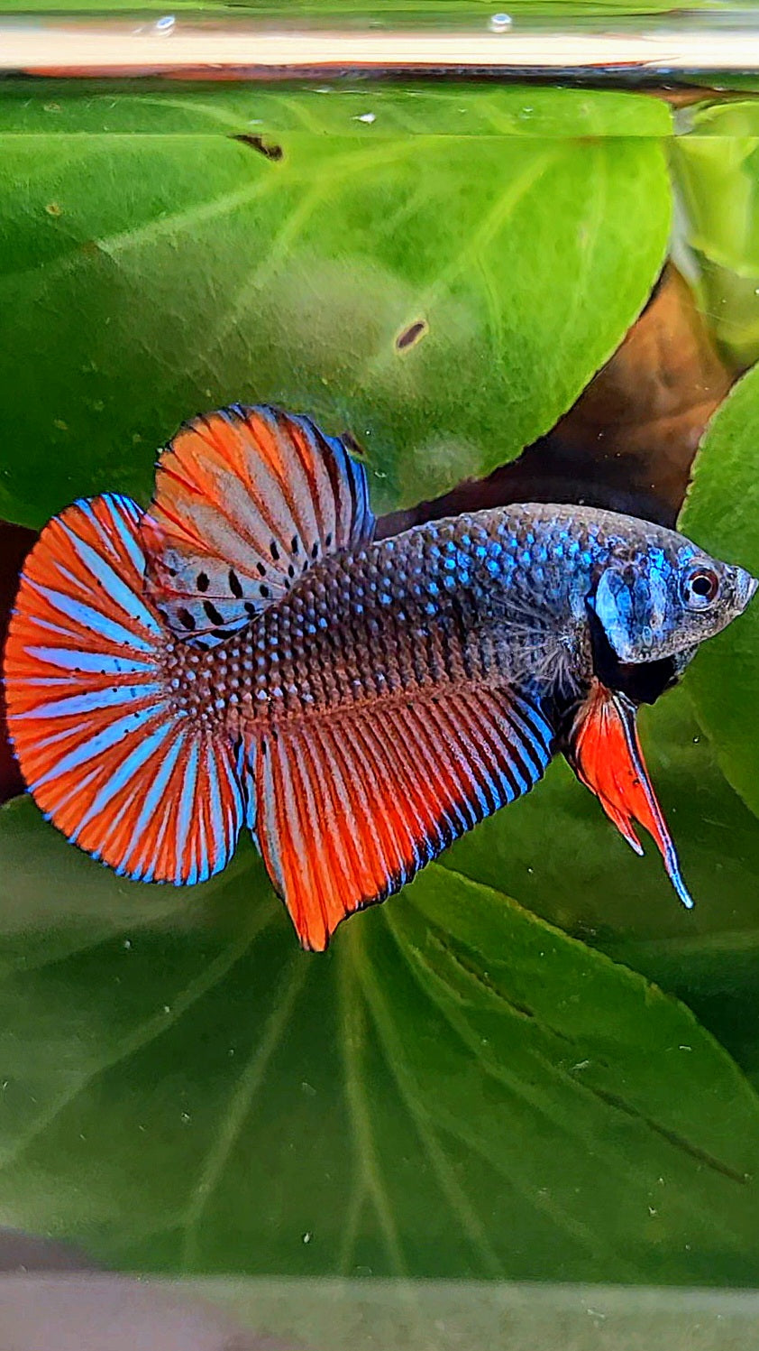 PLAKAT IMBELLIS ORANGE GREEN HYBRID WILD BETTA FISH