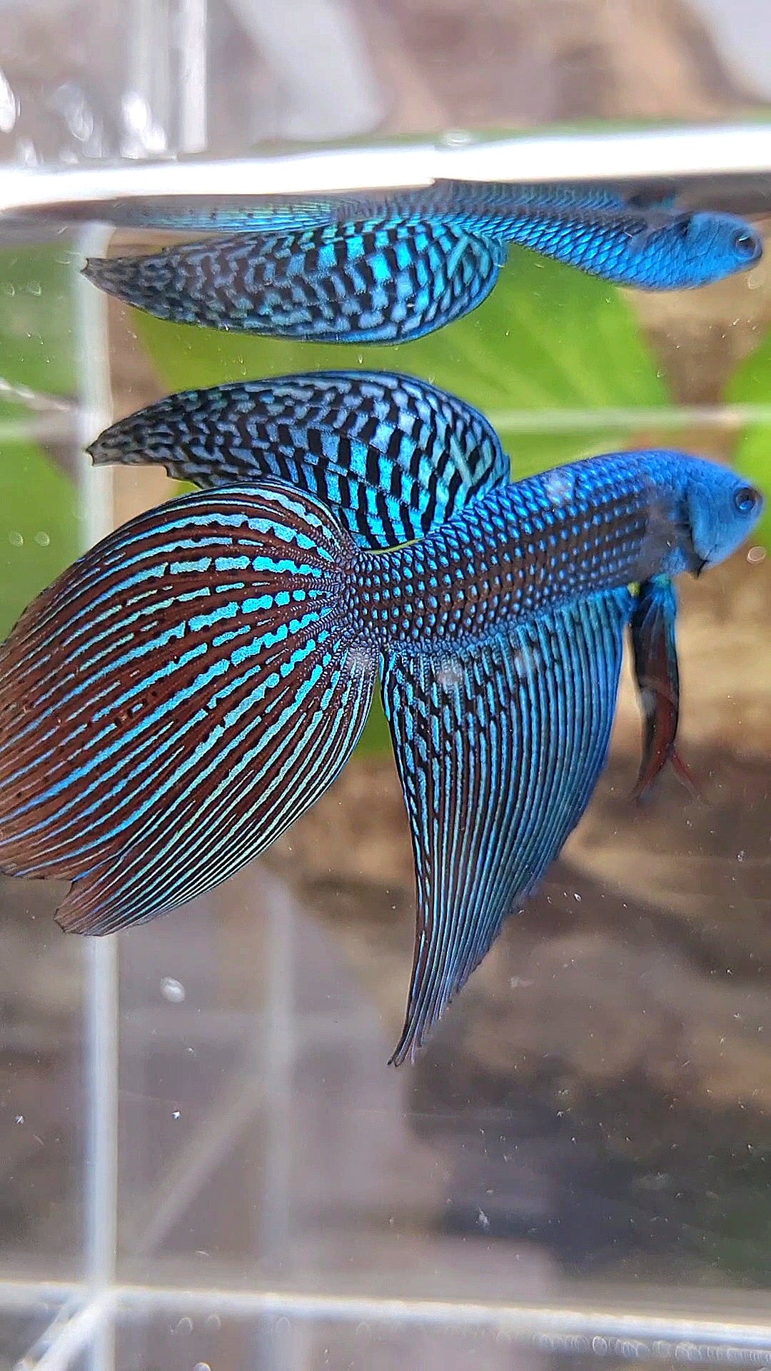 Longfin Fish LONGFIN ALIEN GREEN BLUE HYBRID WILD BETTA FISH – Rare Betta Fish Store