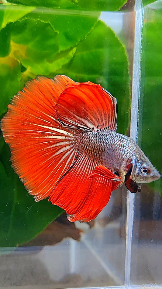 HALFMOON ROSETAIL IMBELIS RED COPPER HYBRID WILD BETTA FISH