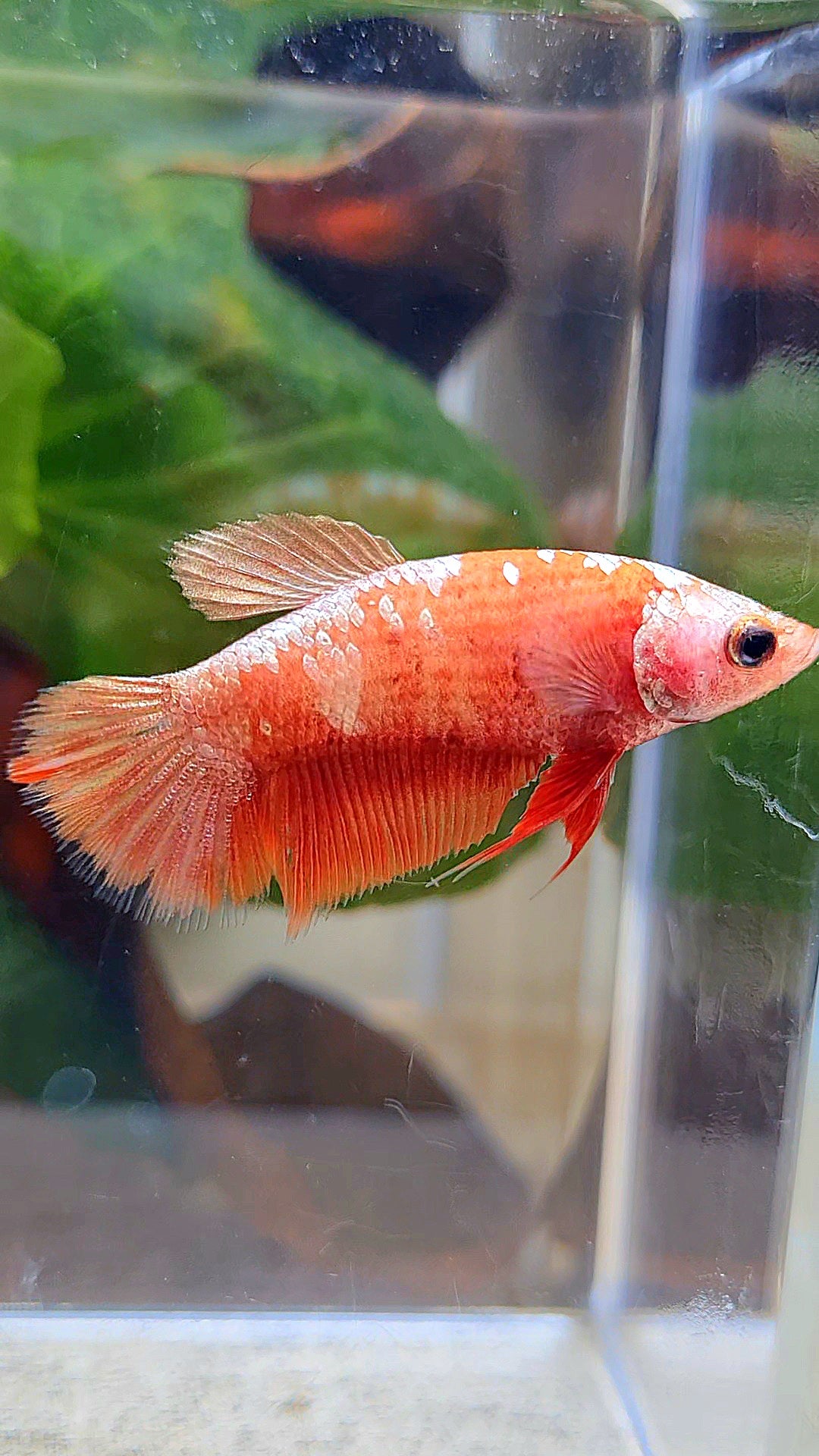 FEMALE HALFMOON RED GOLD GALAXY RGG BETTA FISH