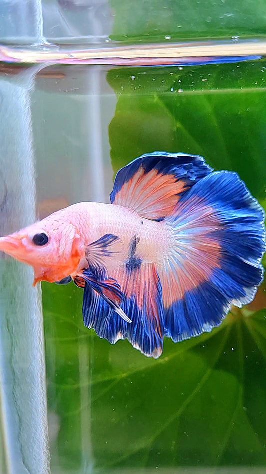 HALFMOON ROSETAIL PINK FANCY FLAMINGGO BLUE DOT BETTA FISH