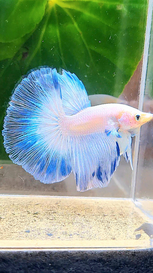 LUXURY HALFMOON FANCY ICE BLUE RIM BUTTERFLY BETTA FISH