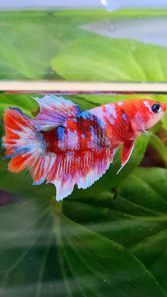 FEMALE HALFMOON BARONGSAI RED WHITE GALAXY MULTICOLOR BETTA FISH