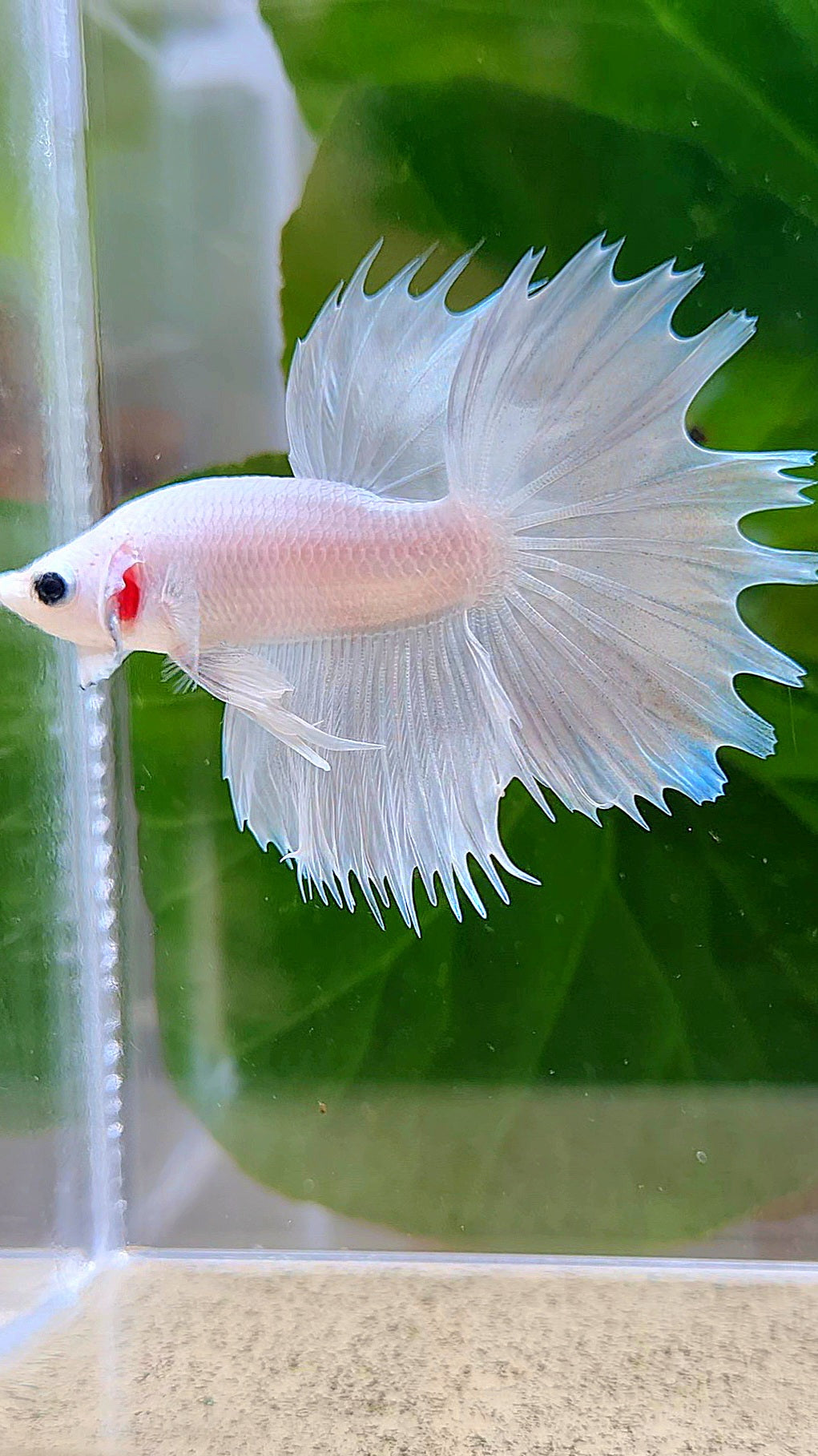 HALFMOON CROWNTAIL HALFSUN WHITE PLATINUM BETTA FISH