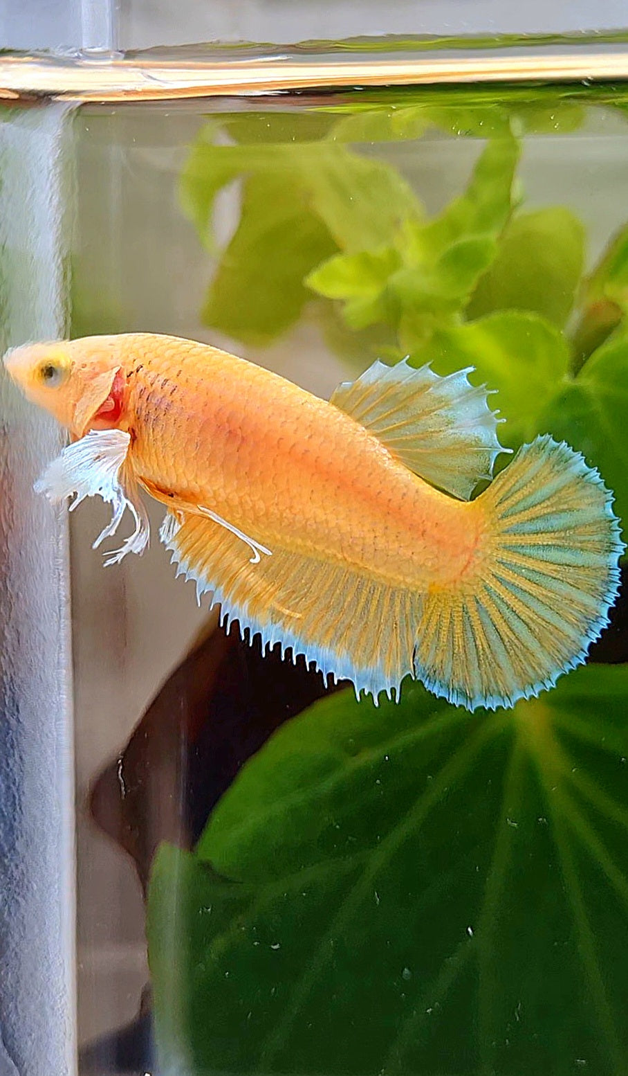 FEMALE PLAKAT DUMBO EAR GOLD BETTA FISH