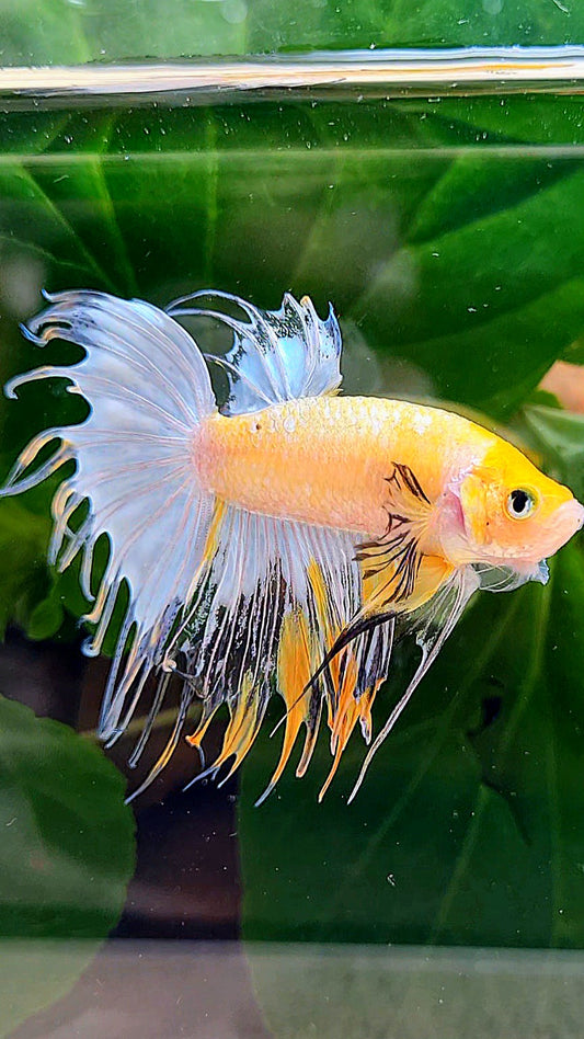 CROWNTAIL YELLOW BASED FANCY COPPER BETTA FISH