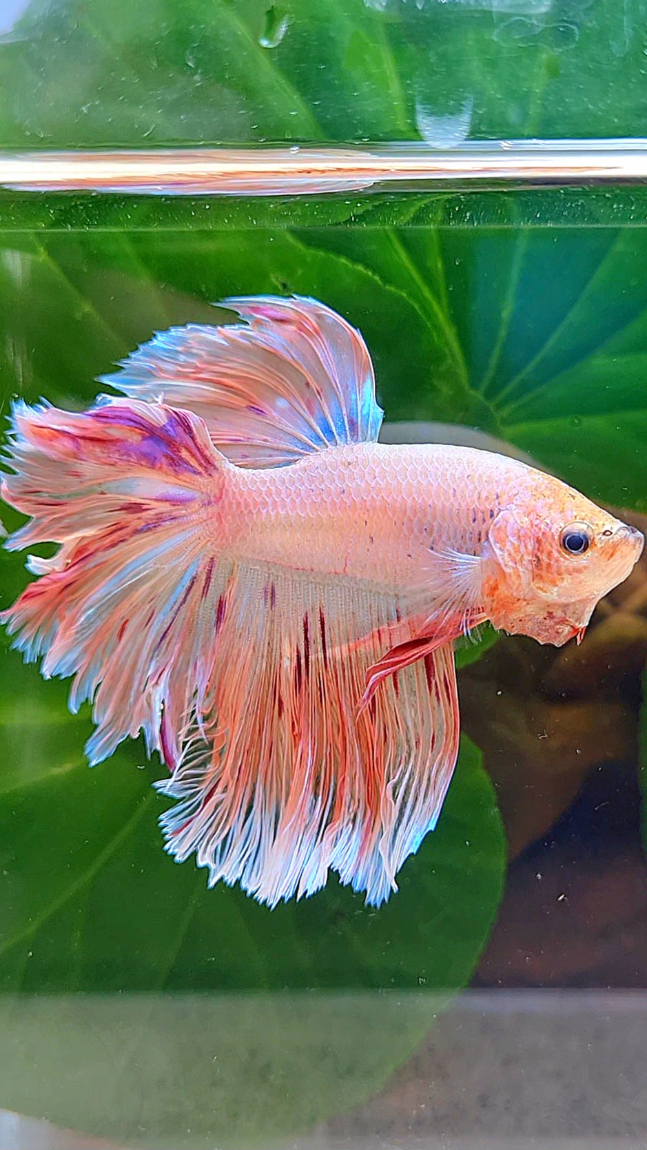 HALFMOON ROSETAIL PINK FANCY FLAMINGGO ARMAGEDDON BETTA FISH