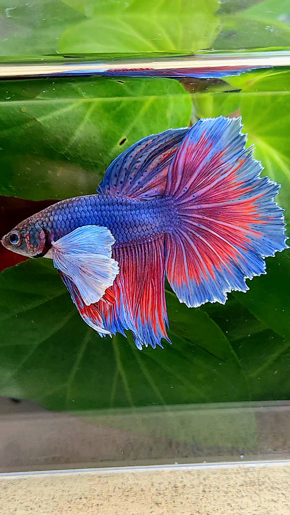 HALFMOON SUPER DUMBO EAR BLUE PURPLE RED BETTA FISH