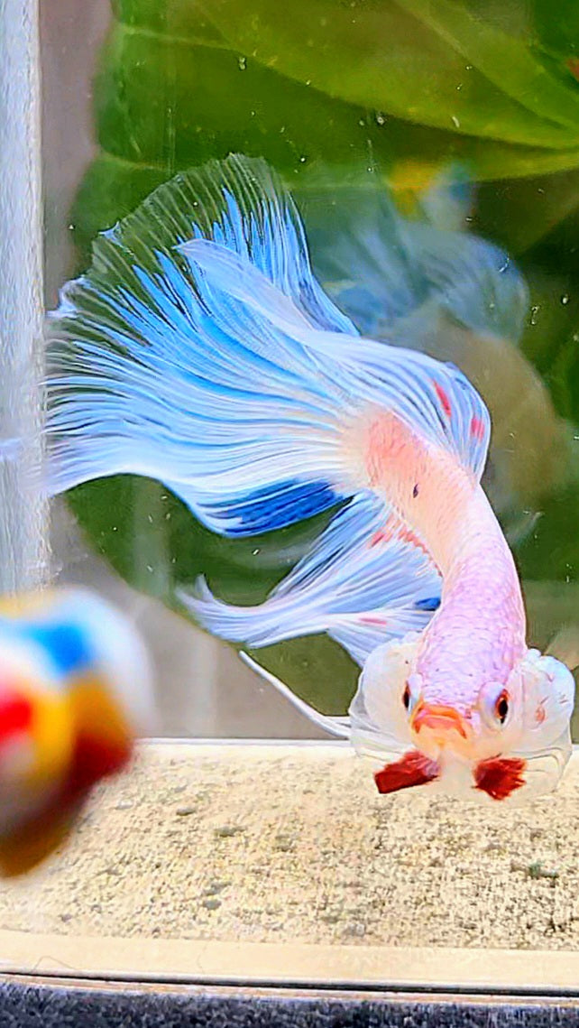 HALFMOON ROSETAIL WHITE BLUE FANCY FLAMINGGO BETTA FISH