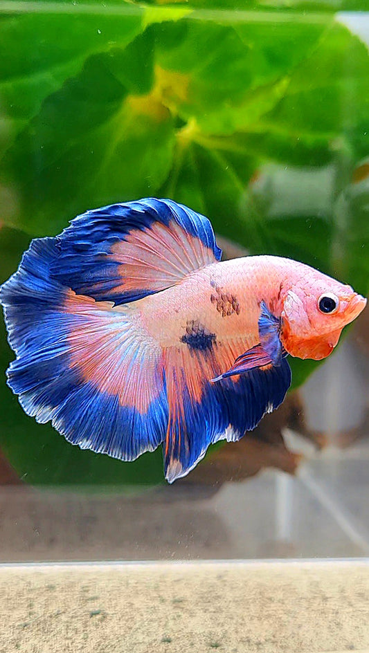 HALFMOON ROSETAIL PINK FANCY FLAMINGGO BLUE DOT BETTA FISH