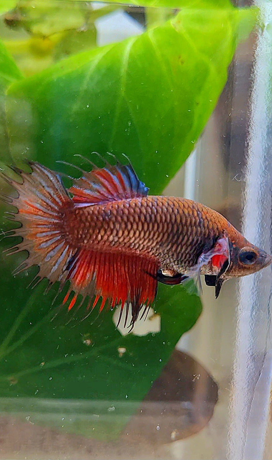 FEMALE CROWNTAIL BLACK RED BETTA FISH