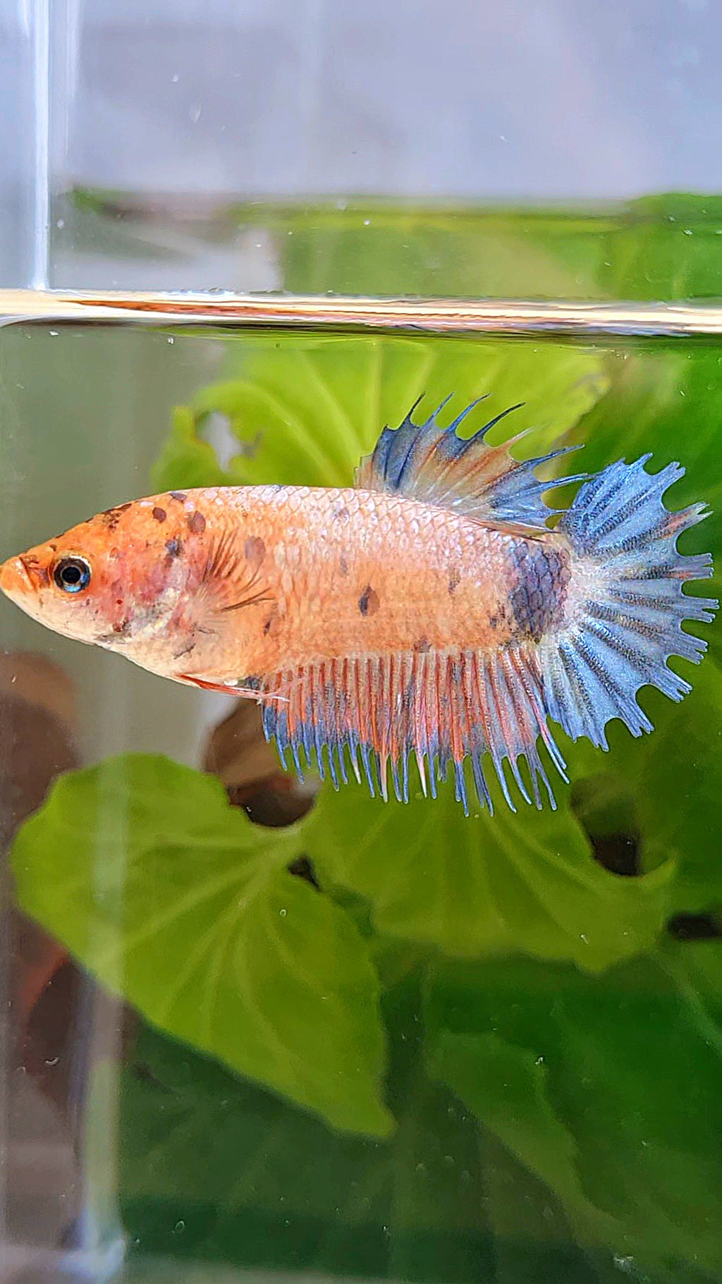 FEMALE CROWNTAIL MULTICOLOR BETTA FISH