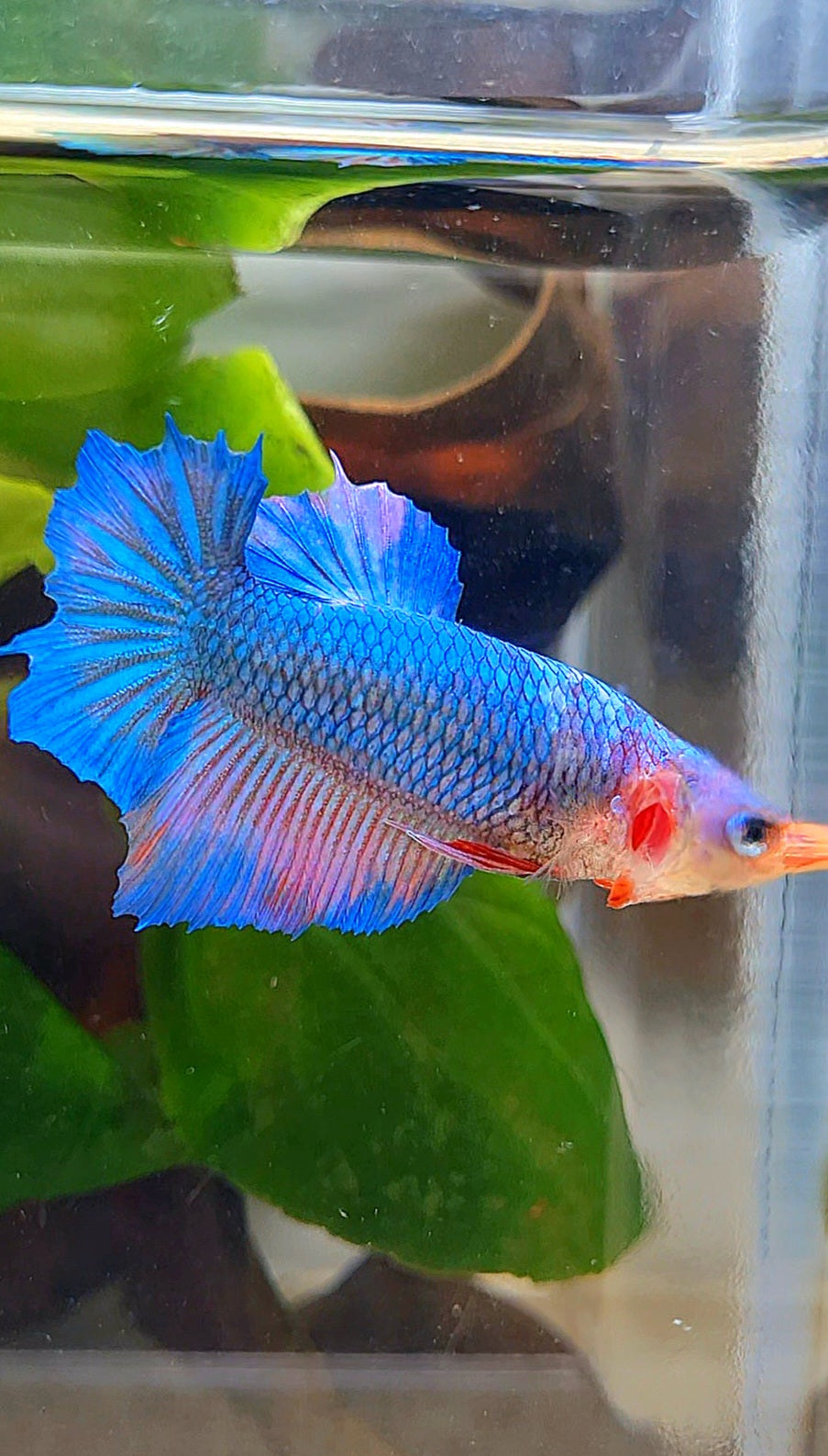 FEMALE HALFMOON BLUE BETTA FISH
