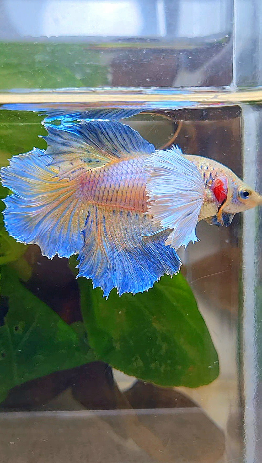 LUXURY FEMALE HALFMOON ROSETAIL DUMBO EAR BLUE ORANGE PINEAPPLE BETTA FISH
