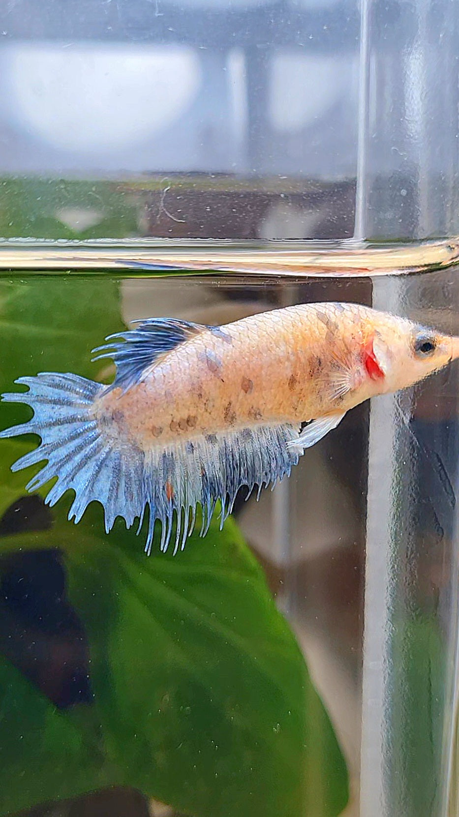FEMALE CROWNTAIL PLAKAT BLUE DOTS MARBLE BETTA FISH