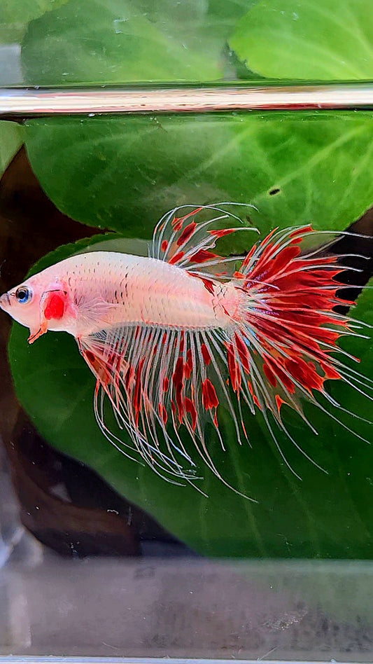 CROWNTAIL ARMAGEDDON FIRE BETTA FISH