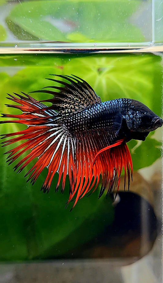 CROWNTAIL IMBELLIS ORANGE COPPER HYBRID WILD BETTA FISH