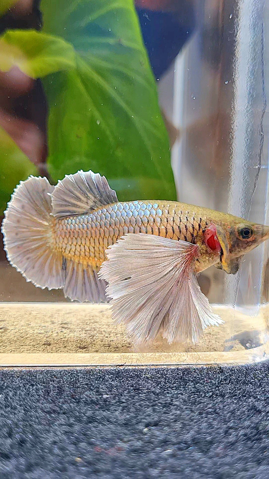 LUXURY FEMALE PLAKAT SUPER DUMBO EAR COPPER YELLOW BETTA FISH