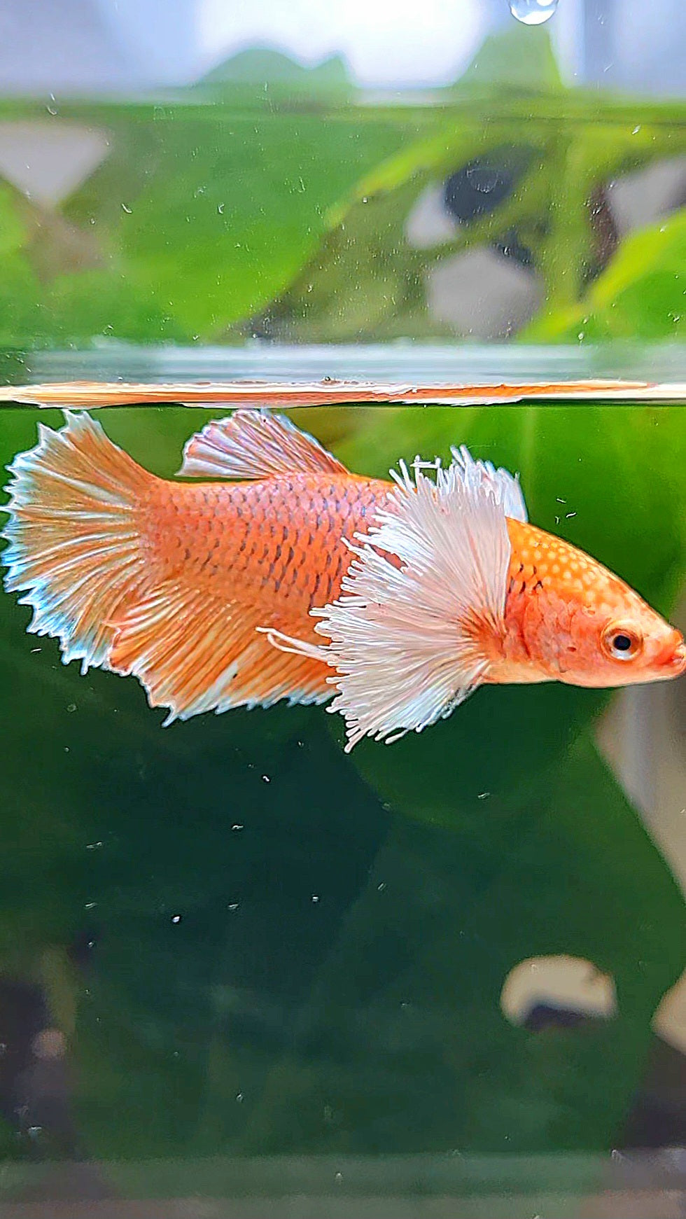 FEMALE HALFMOON DUMBO EAR ORANGE PINEAPPLE BETTA FISH