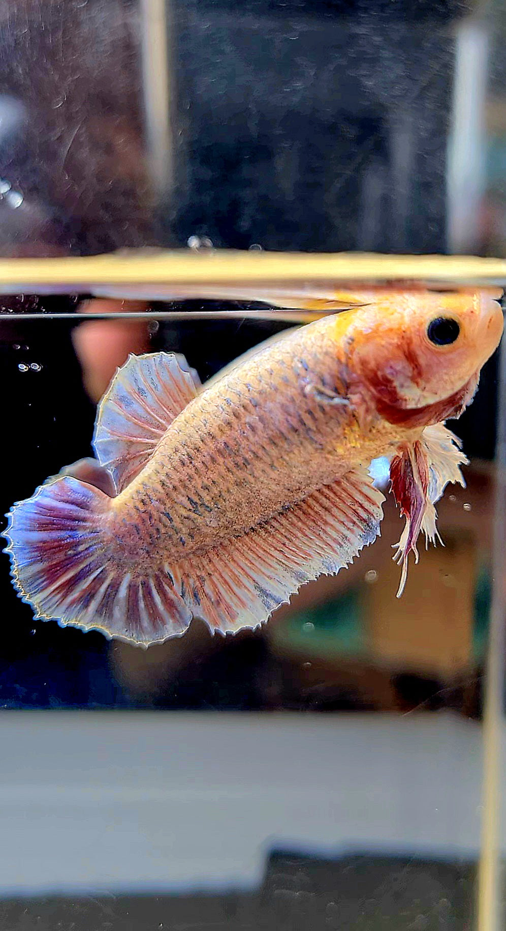 FEMALE KING PLAKAT DUMBO ONE EAR YELLOW MASCOT BETTA FISH