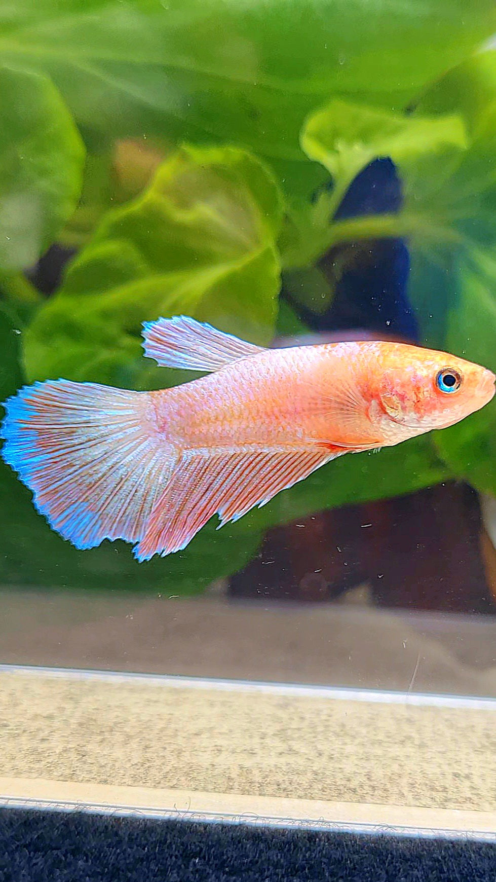 FEMALE HALFMOON PINK FLAMINGGO BETTA FISH