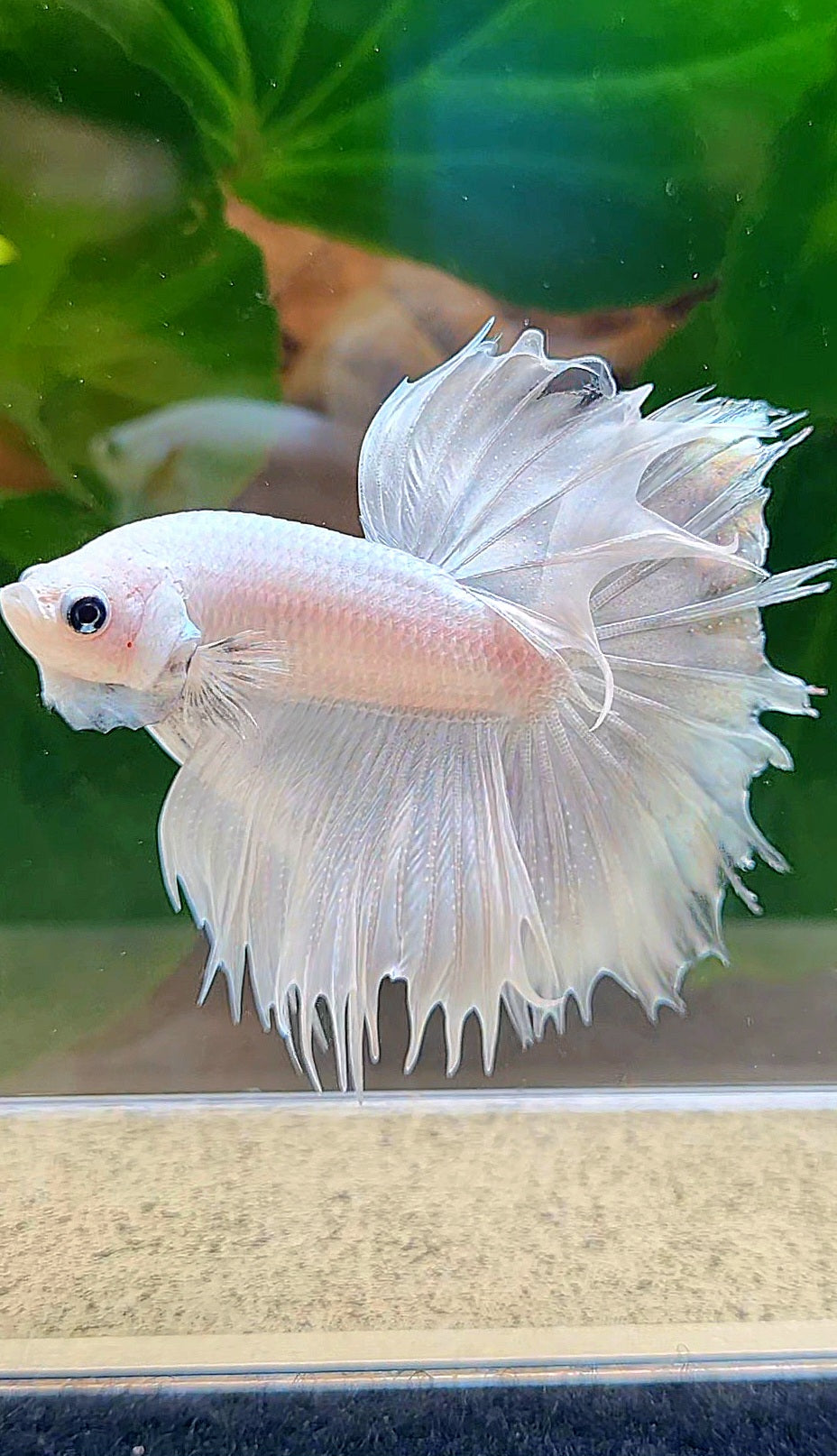 HALFMOON CROWNTAIL HALFSUN WHITE PLATINUM BETTA FISH