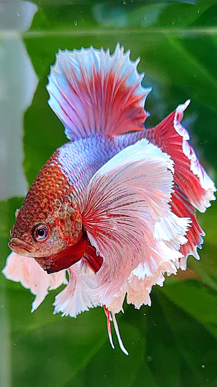 LUXURY HMPK SUPER DUMBO EAR PURPLE UNICORN BETTA FISH