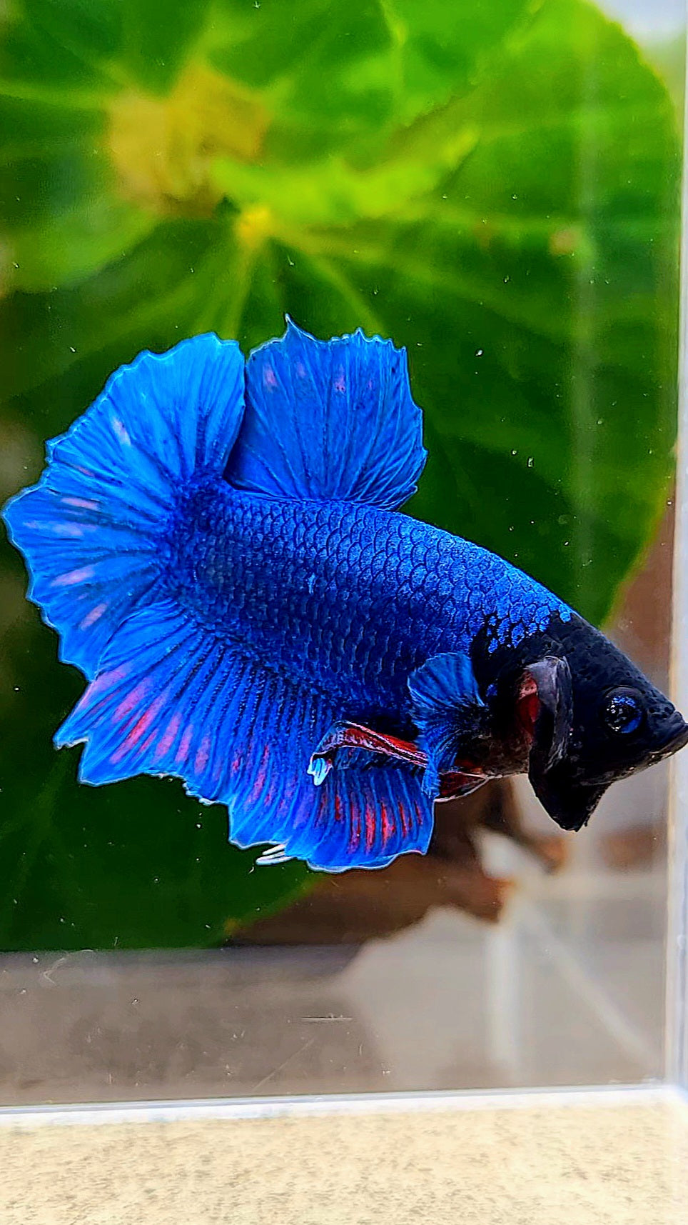 PLAKAT BLACK FACE BLUE BETTA FISH