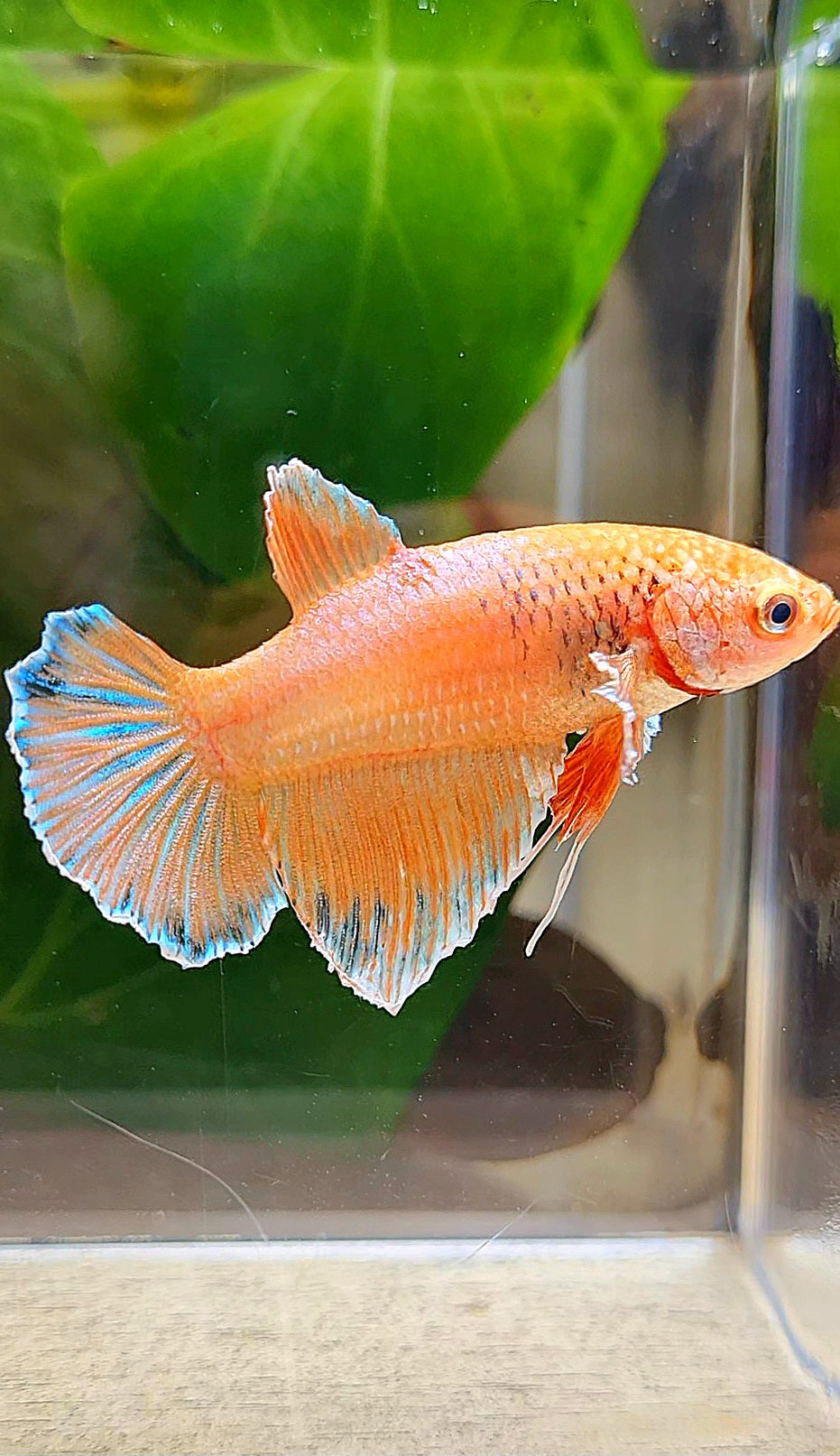 FEMALE HALFMOON ORANGE PINEAPPLE BETTA FISH
