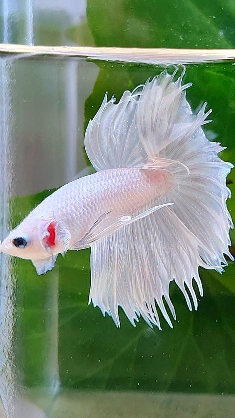 HALFMOON CROWNTAIL HALFSUN WHITE PLATINUM BETTA FISH