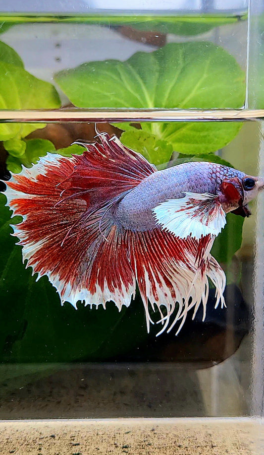 HALFSUN CROWNTAIL HALFMOON DUMBO EAR PINK LAVENDER BETTA FISH