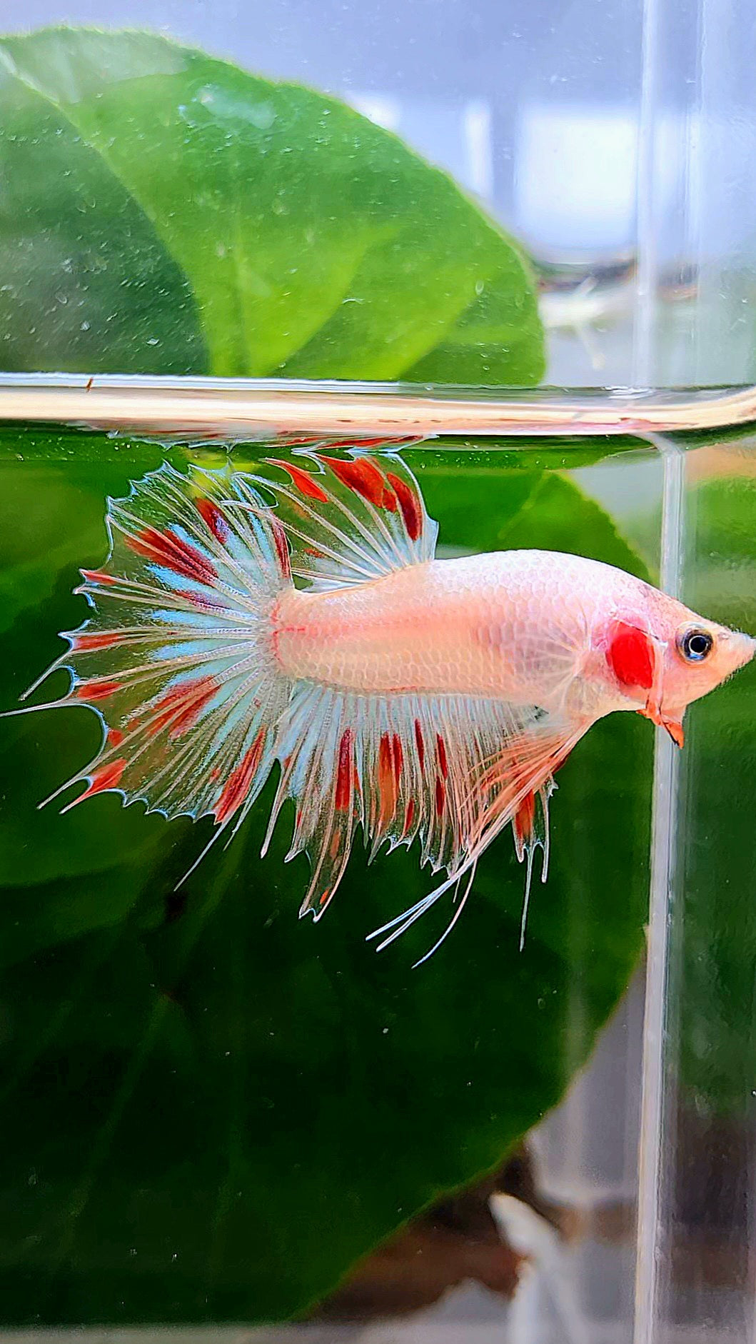 CROWNTAIL FANCY ARMAGEDDON BETTA FISH