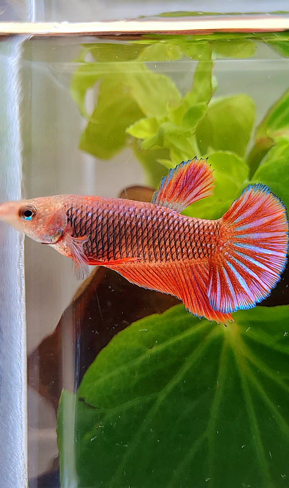 FEMALE HMPK RED PURPLE FANCY BETTA FISH