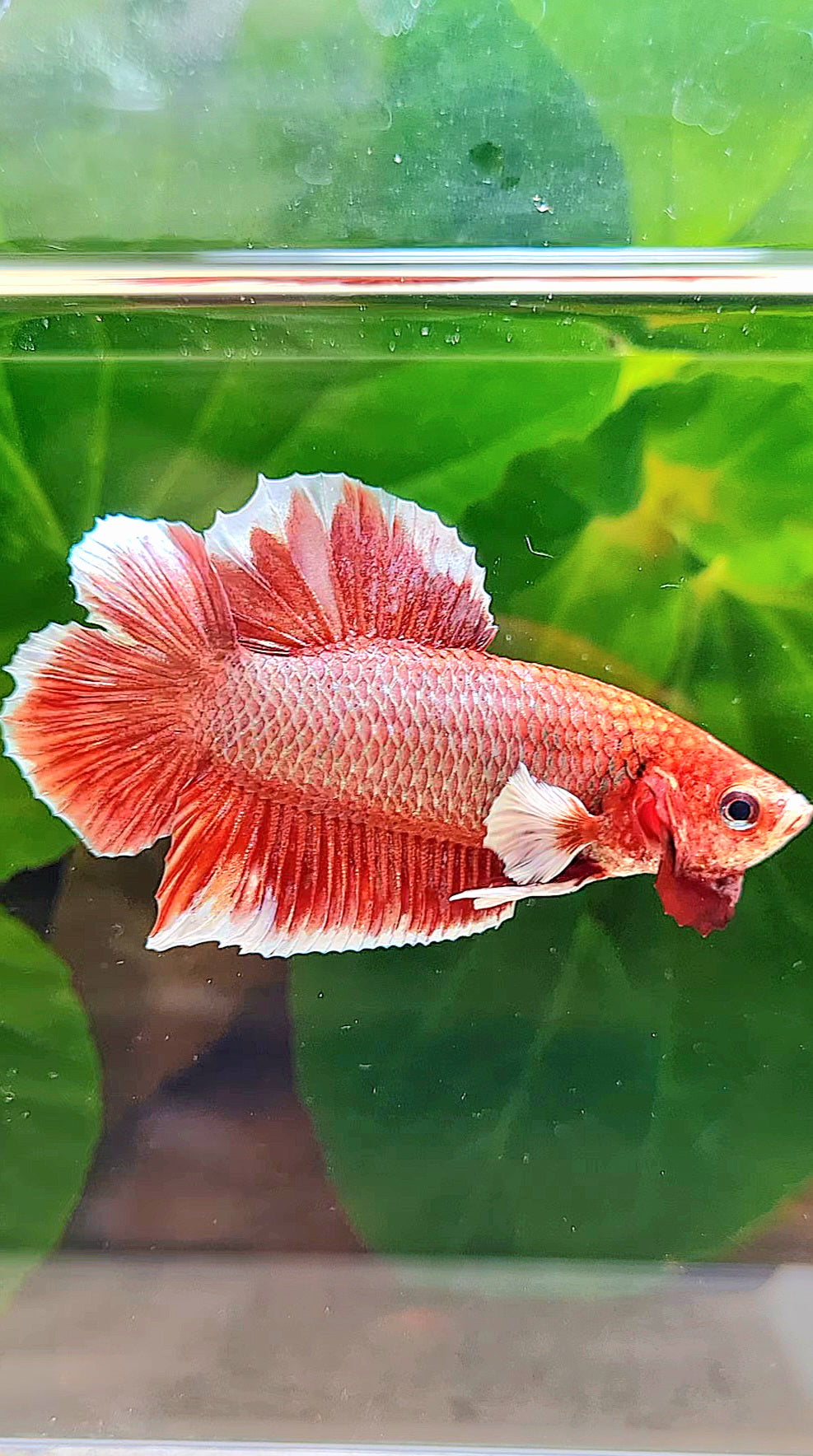 PLAKAT DOUBLE TAIL BIG EAR RED LAVENDER BETTA FISH