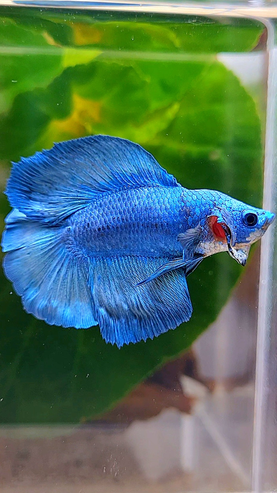 HALFMOON DOUBLE TAIL FANCY BLUE BETTA FISH