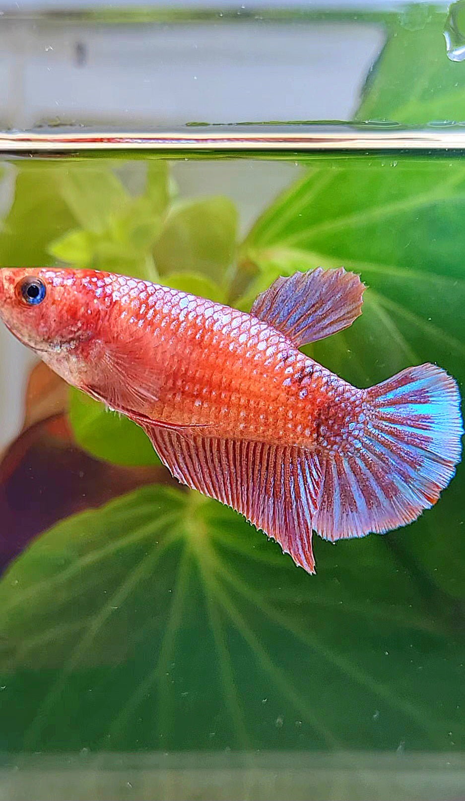 FEMALE PLAKAT PURPLE FANCY BETTA FISH