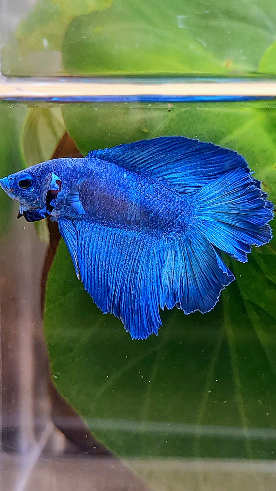 HALFMOON DOUBLE TAIL BLUE BETTA FISH